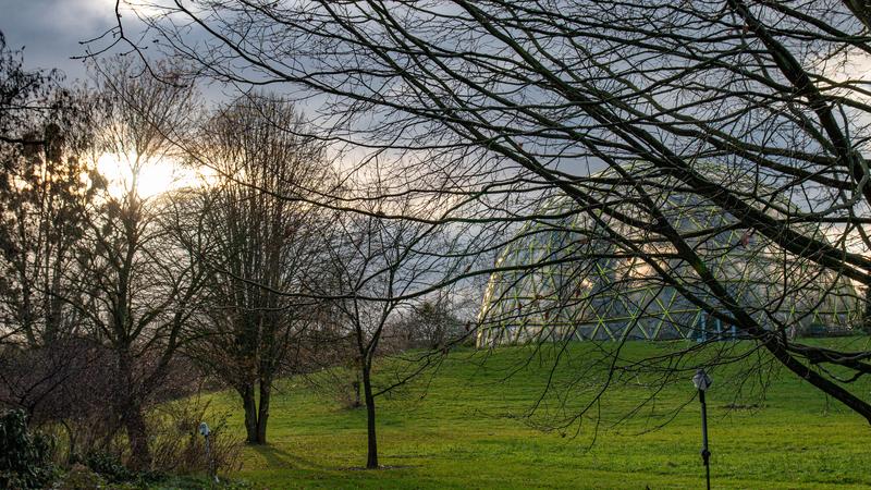 Biblische Und Weihnachtliche Pflanzen Botanischer Garten Der HHU Im