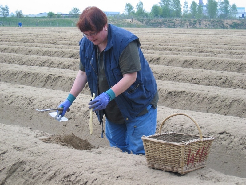 Mitarbeiterin des FAL-Institutes für Pflanzenernährung und Bodenkunde bei der Probennahme in Veltenhof (Foto: R. M. Rietz)
