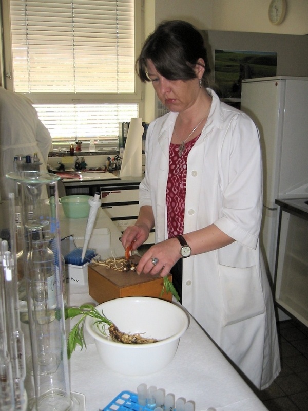 Vorbereitung von Meerettichwurzeln für die Analyse auf Sinigrin in einem Labor des Institutes für Pflanzenernährung und Bodenkunde der Bundesforschungsanstalt für Landwirtschaft (FAL) (Foto: E. Bloem)