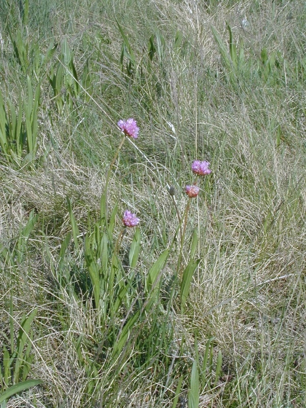 Die Hallersche Grasnelke (Ameritium halleri L.), Leitpflanze einer an hohe Schwermetallgehalte im Boden angepassten Pflanzengesellschaft. (Foto FAL-PB)