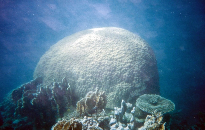 Unterwasseraufnahme einer Korallenkolonie im nördlichen Roten Meer: Die etwa zwei Meter hohe Kolonie hat in ihrem massiven Kalkskelett Informationen über das Klima der letzten 200 Jahre gespeichert.