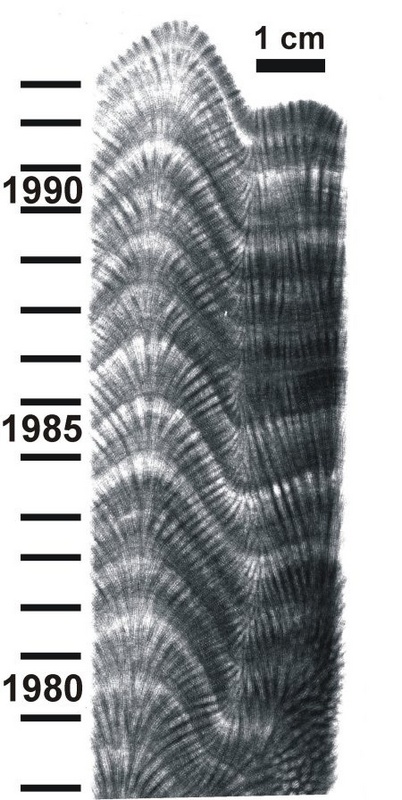 Röntgenbild eines Korallenbohrkerns. Die verschieden hellen Bänder kommen durch Unterschiede im Kalkskelett der Koralle zu Stande. Ein dunkles (hohe Skelettdichte) und ein helles Band (niedrige Skelettdichte) zusammen repräsentieren jeweils ein Jahr.