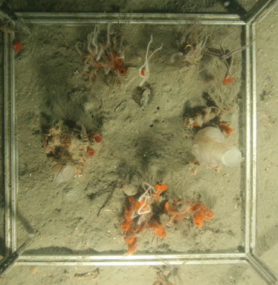 Todeszone im Kleinformat: Im Kubus sind Tiere und Pflanzen eingeschlossen