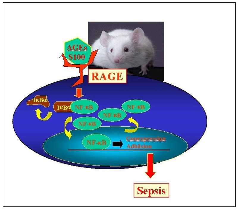 RAGE reguliert die Sepsis im Mausmodell