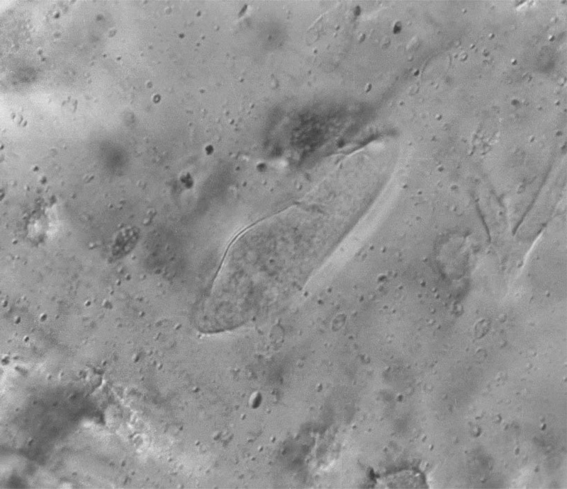 Seltene Inkluse: Pantoffeltierchen (Paramecium triassicum/Größe 60 µm). (Foto: Uni Jena)