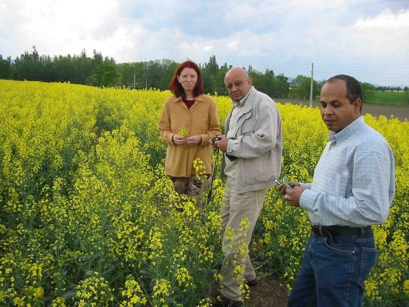 Dir. u. Prof. Dr. Silvia Haneklaus vom Institut für Pflanzenernährung und Bodenkunde der Bundesforschungsanstalt für Landwirtschaft demonstriert ägyptischen Gastwissenschaftlern Schwefelmangelsymptome an Raps im nordöstlichen Harzvorland (Foto: FAL)