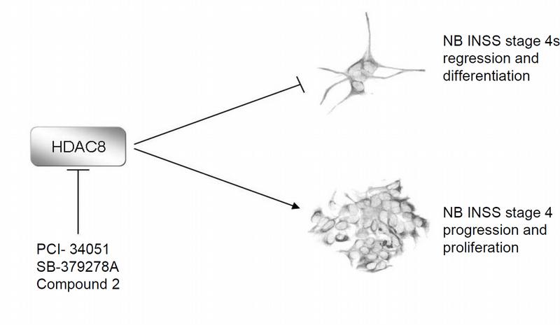Modell der Rolle von HDAC8 als selektive Zielstruktur für eine Neuroblastomtherapie. 