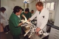 Prof. Oechtering legt einen 'Gips an das angebrochene Bein eines Dalmatiners