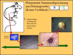 Schema zur Gewinnung adulter pluripotenter Stammzellen aus erwachsenen Organismen (hier am Beispiel der Ratte) und Etablierung von Primär- bis hin zu Differenzierungskulturen