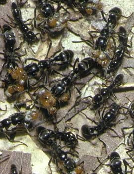 Matabele-Ameisen auf Raubzug: Sie tragen ihre Beute - die hellbraunen Termiten - gleich stapelweise zurück ins Nest. Foto: Dieter Mahsberg