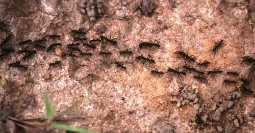 Die militärisch anmutenden Raubzüge der Matabele-Ameisen sind außerordentlich gut organisiert, die Jagdkolonnen können mehrere Meter lang sein. Foto: Marcus Stüben