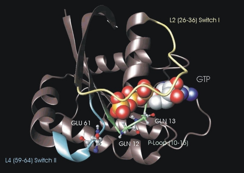 Das Ras-Protein: Schalter für das Zellwachstum (krebserregende Mutationen sind hervorgehoben).