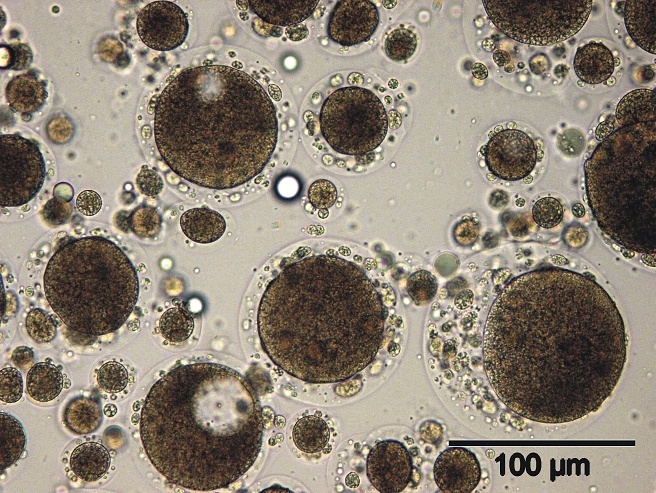 Mikrogel mit eingeschlossener Emulsion zur Verkapselung von bioaktiven Stoffen