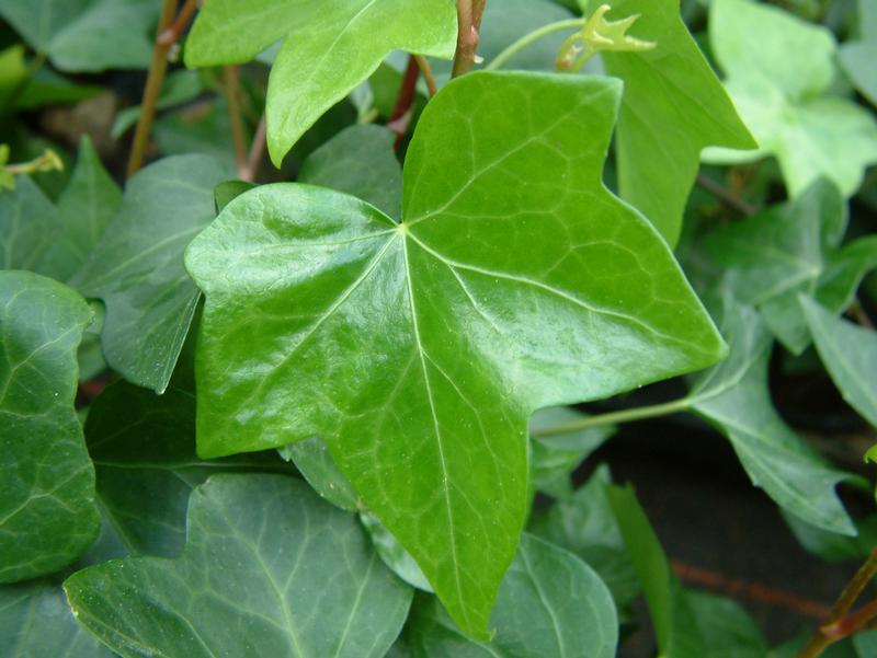 Aus den gelappten Blättern des Efeus werden Extrakte hergestellt, die entzündliche Erkrankungen der Atemwege lindern helfen. Nun wurde der Efeu zur Arzneipflanze des Jahres 2010 gewählt. 