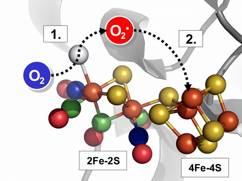  Die Abbildung zeigt in einem molekularen Modell das katalytische Zentrum der Hydrogenase und verdeutlicht wie das Sauerstoffmolekül von einer Bindungsstelle zur nächsten hüpft und schließlich das Enzym zerstört.