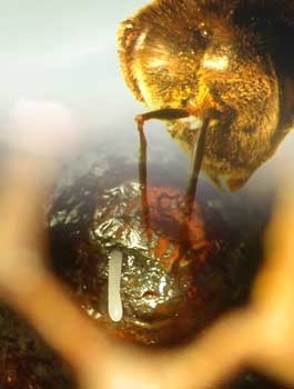 Fressen oder nicht? Eine Biene schaut in eine Wabenzelle, an deren Boden ein Ei liegt - das ist die längliche, weiße Struktur. Stammt das Ei von einer anderen Arbeiterin, wird es vertilgt. Foto: Fiola Bock