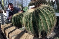 Der sogenannte "Schwiegermuttersitz" im Sukkulentenhaus des Botanischen Gartens