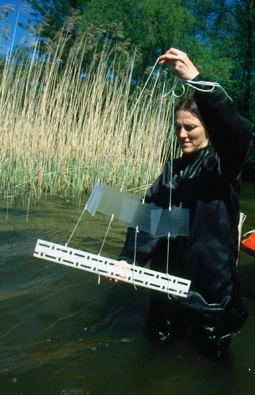 Diplomandin ellen Roberts untersucht Aufwuchsalgen im Müggelsee. Foto: IGB