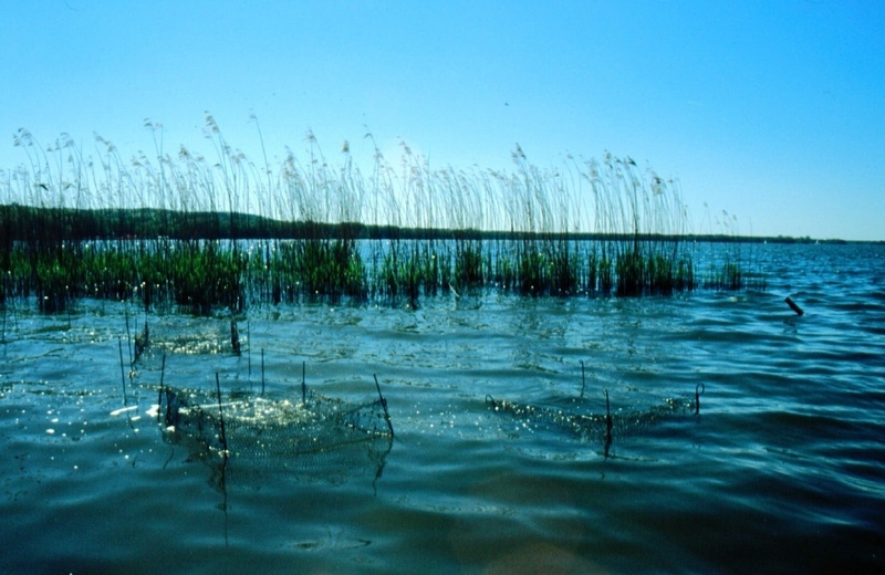 Kleine Gitter schützen die Unterwasserpflanzen. Mit solchen Exclosure-Experimenten findet man heraus, wer die Pflanzen anknabbert. Foto: IGB