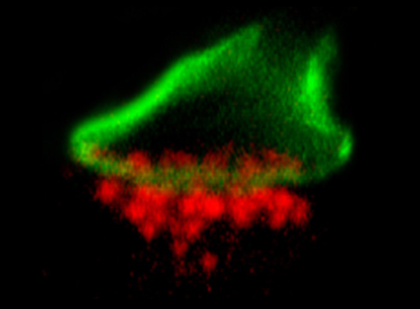 "Fluoreszenz-Doppelfärbung auf einem vertikalen Kryoschnitt der Makakenretina. Es sind postsynaptische Proteine (rot) an einem einzelnen Zapfen-Endfüßchen (grün) zu erkennen."