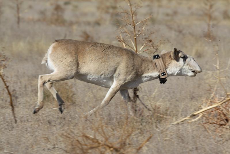 Was an die Rentiere des Weihnachtsmanns erinnern mag, ist eine Saiga. 20  dieser Tiere wandern nun mit einem GPS-Satelliten-Sender um den Hals durch die kasachsche Steppe.