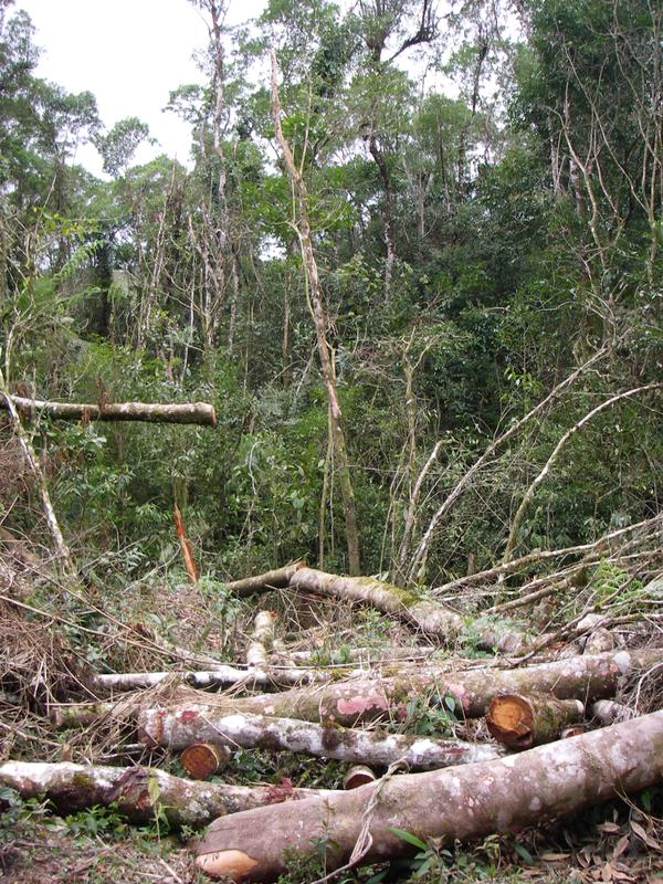 Obwohl nur noch etwa ein Achtel der ursprünglichen Waldfläche des Küstenregenwaldes in Brasilien übrig ist, gelten diese Reste trotzdem weiterhin als ein Hotspot der Artenvielfalt mit globaler Bedeutung, da sie eine noch nicht ganz beschriebene, aber beeindruckende Anzahl nur hier vorkommender und zudem stark bedrohter Tier- und Pflanzenarten beherbergen.