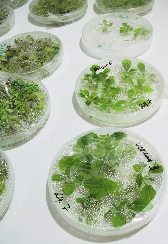 Transgene Tabakpflanzen werden unter sterilen Bedingungen herangezogen © Fraunhofer IME
