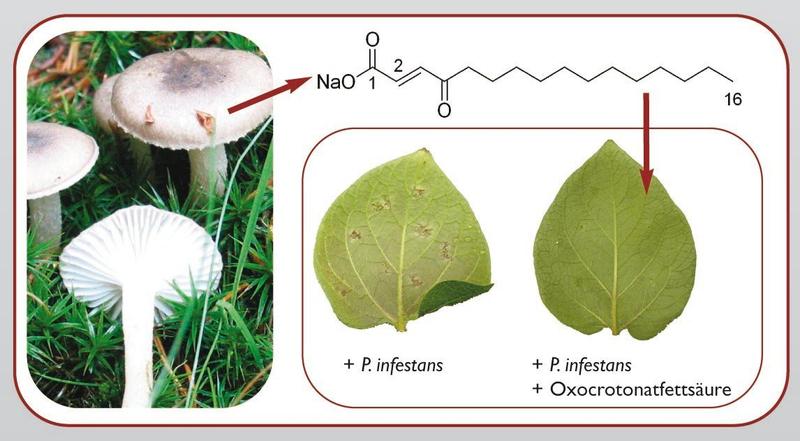 Die aus Schnecklingen isolierte Oxocrotonatfettsäure wurde auf Kartoffelblätter aufgesprüht (rechts), welche anschließend mit Sporen des Erregers der Kraut- und Knollenfäule infiziert wurden. Unbehandelte Kartoffelblätter zeigen nach der Infektion deutliche Krankheitszeichen (links), während die behandelten gesund erscheinen. 