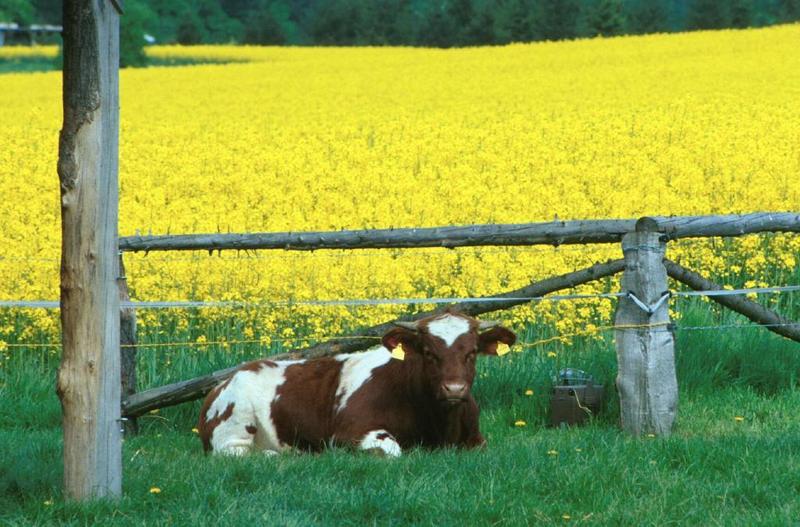 Trotz der cadmiumgelben Farbe der Blüten sind Rapssamen besonders arm an diesem Schwermetall. Welche Stoffwechselmechanismen sind dafür verantwortlich?