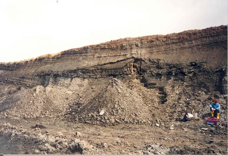 Der Tagebau Neumark-Nord im Geiseltal bei Merseburg war einer von vier inzwischen verlandeten Seen, aus deren Sedimenten die russischen und deutschen Forscher das Klima in Mittel- und Osteuropa vor rund 115.000 Jahren rekonstruiert haben. Damals endetet die letzte Warmzeit, auf die die so genannte Weichsel-Kaltzeit folgte, die erst vor etwa 15.000 Jahren endete.