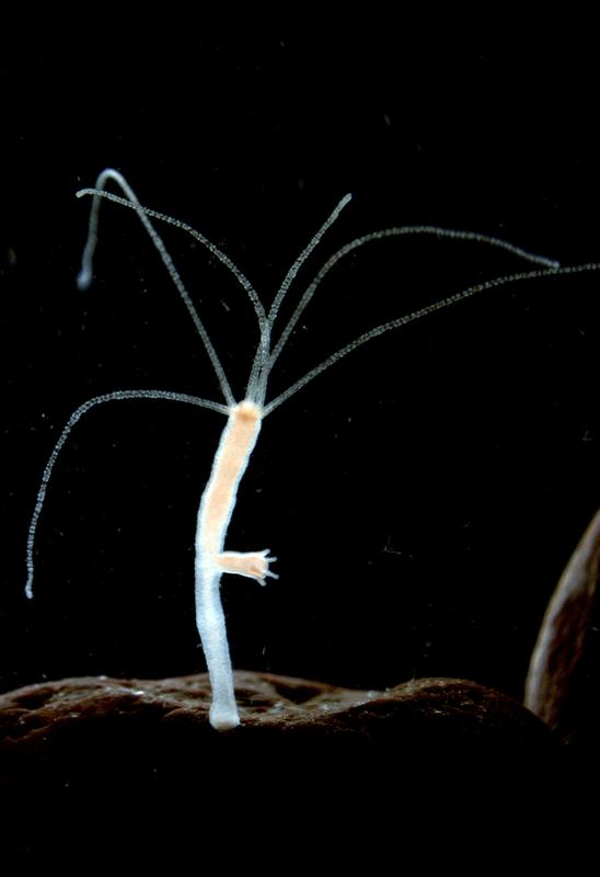 Die Experimentelle Biologie verdankt der mehr als 300 Jahre zurückliegenden Entdeckung  des Süßwasserpolypen Hydra viel. Hydra wurde 1702 zum ersten Mal von Antoni van Leeuwenhoek beschrieben, und 1744 veröffentlichte Abraham Trembley eine bemerkenswerte Serie von Experimenten zu Hydra, die zum ersten Mal die Regeneration, Gewebetransplantation und asexuelle Vermehrung eines Tieres zeigten. Die Fotografie von Melanie Mikosch und Thomas Holstein (Universität Heidelberg) zeigt einen knospenden Polypen von Hydra magnipapillata.