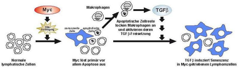 Kaskade zur Aktivierung von Zellschutzprogrammen 