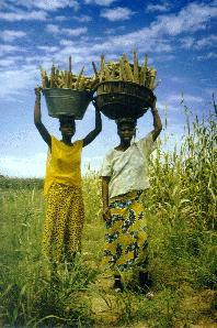 Bamana-Bäuerinnen bei der Hirse-Ernte, Mali (Foto: Barbara Polak)