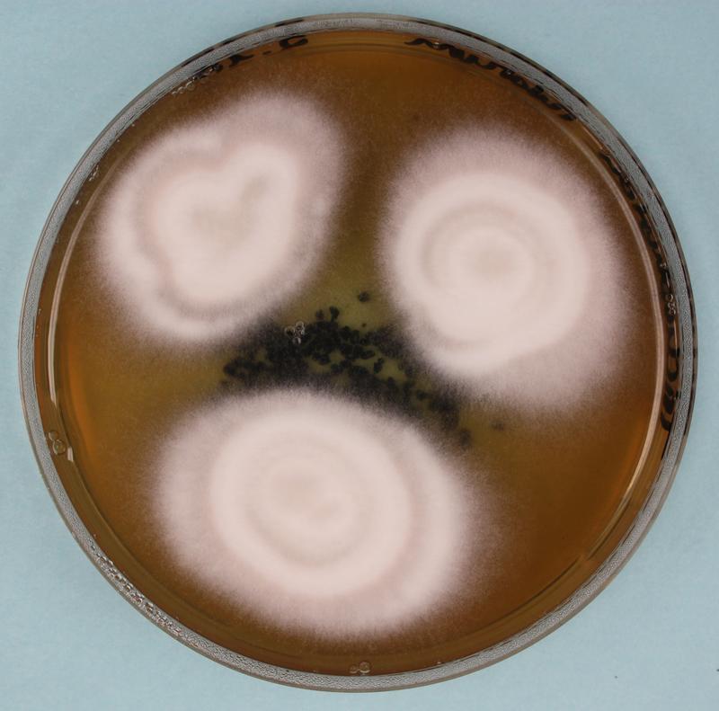 Foot fungus germ trichophyton rubrum in culture