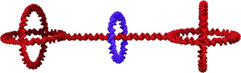 DNA-Rotaxan.
