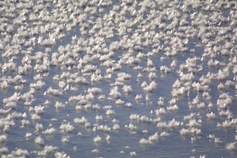 Frost Flowers, welche das Salz und damit auch das Brom aufsaugen
