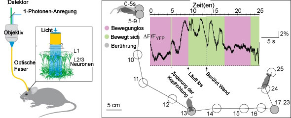 Messung der Lichtsignale des Chamäleon-Proteins YC3.60. Versuchsanordnung (links) und die gemessenen Signale bei sich frei bewegenden Mäusen (rechts).