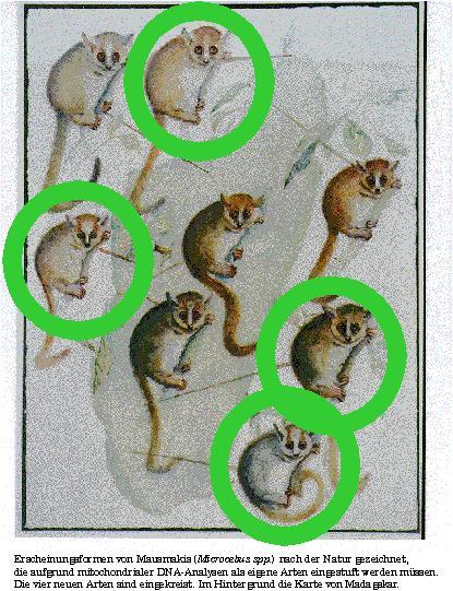 Zeichnung der vier neuen Arten