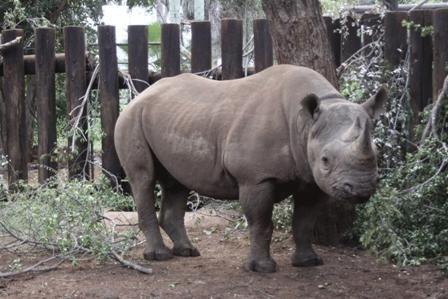 Eins der sechs Spitzmaulnashörner, die heute von Südafrika nach Tansania in die Serengeti fliegen . Drei Bullen und drei Kühe zwischen 3 und 16 Jahren sind im ersten Flug dabei, 26 weitere Tiere folgen.