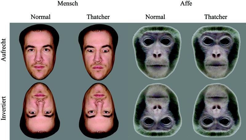 Die Thatcher-Illusion: Es ist schwieriger lokale Veränderungen in einem Gesicht wahrzunehmen wenn dieses auf dem Kopf steht. Hier werden zwei Gesichter eines Individuums gezeigt. Ein Bild ist normal, das andere ist ein deutlich grotesker Anblick bei aufrechter Präsentation, nicht aber, wenn die Gesichter invertiert gezeigt werden. Diese Illusion verschwindet zudem, wenn Gesichter einer anderen Spezies auf die gleiche Weise manipuliert werden (siehe Affengesichter).