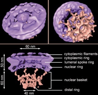 Abb.: Dreidimensionale Rekonstruktion des Kernporenkomplexes aus dem Schleimpilz Dictyostelium.... Bild: Max-Planck-Institut für Biochemie