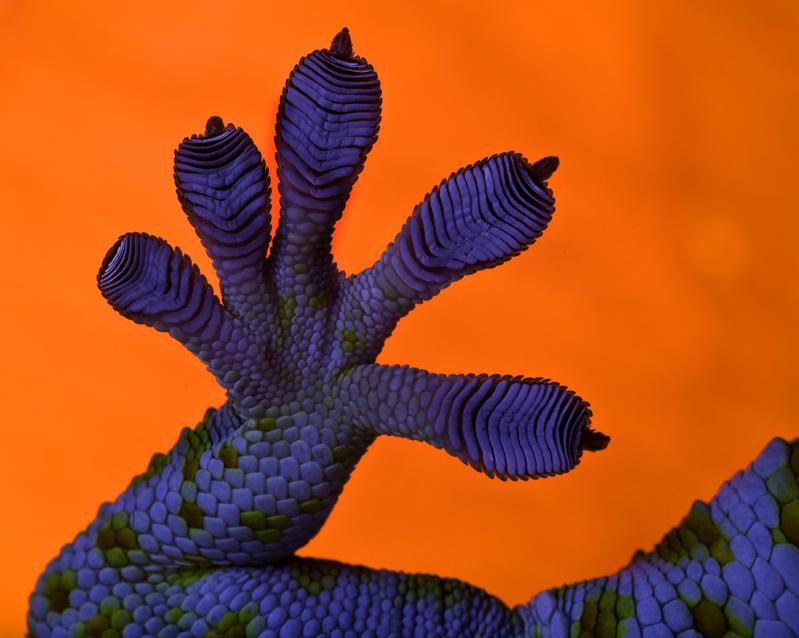 Der Geckofuß - geniale Hafteigenschaften in der Natur
