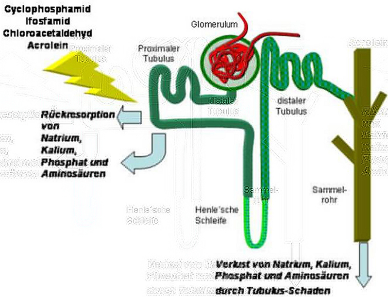 Die bei der Krebstherapie eingesetzten Medikamente Cyclophosphamid und Ifosfamid sowie dessen Abbauprodukte Chloroacetaldehyd und Acrolein schädigen eine bestimmte Struktur in den Nieren (gelber Pfeil). Dadurch gehen dem Körper mit dem Urin wertvolle Stoffe verloren.