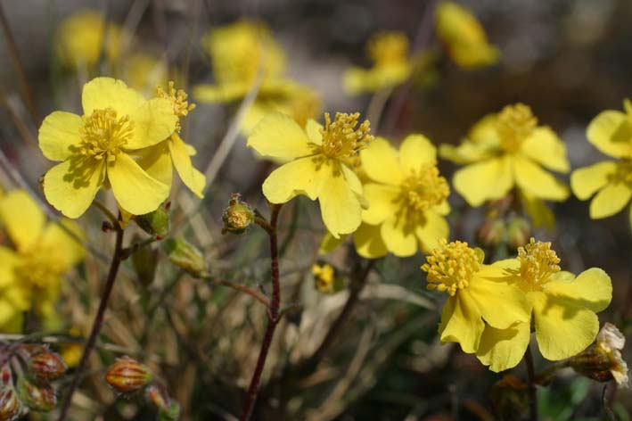 Färbt oft ganze Alvarflächen leuchtend gelb: Blüten des Öland-Sonnenröschens