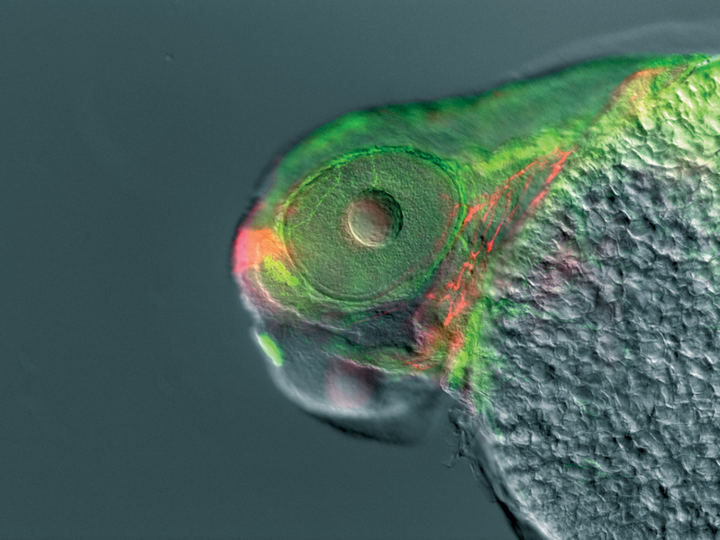 Drei Tage alter Zebrafisch, Rot-Fluoreszenz: Motorische Hirnnerven, Grün-Fluoreszenz: Motorische und sensorische Hirnnerven. Präparat: Prof. M. Bastmeyer, Dr. M. Marx, Friedrich-Schiller-Universität Jena