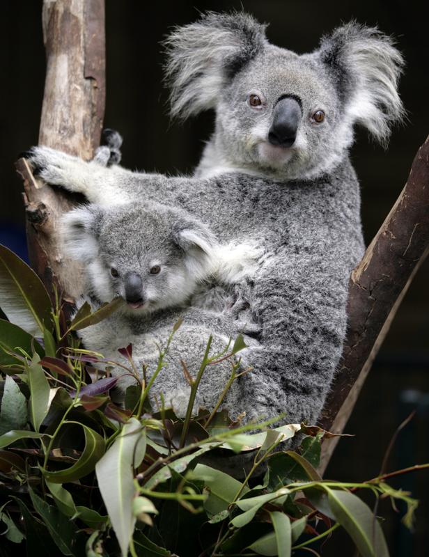 Die aktuelle Studie zeigt, dass Beuteltiere wie die Koalas ein wesentlich größeres Gehirn haben als bisher angenommen.