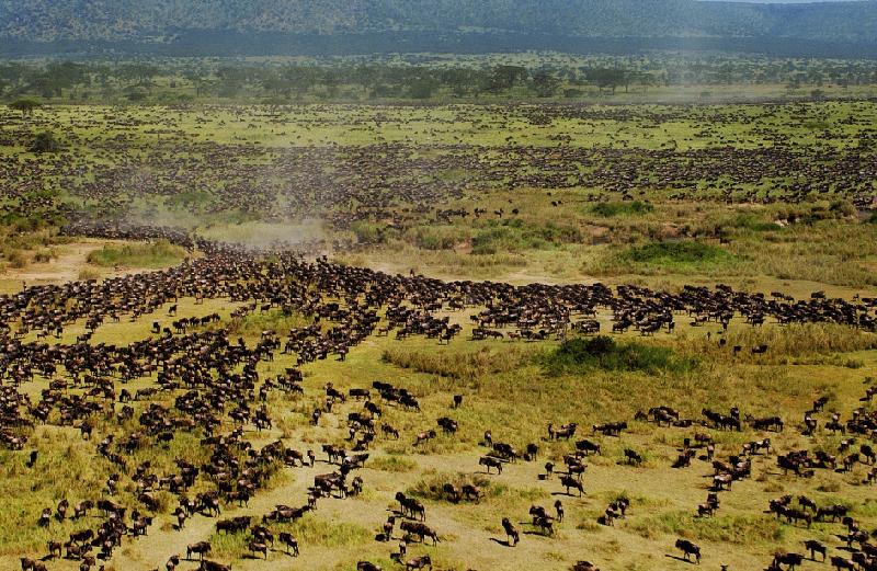 Die große Migration in der Serengeti