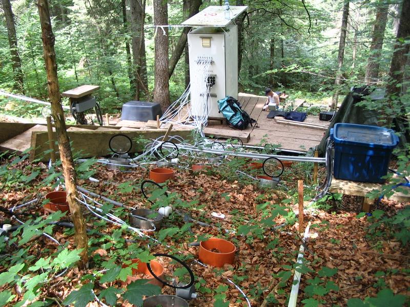 Versuchsfläche: Wald mit Heizdecke