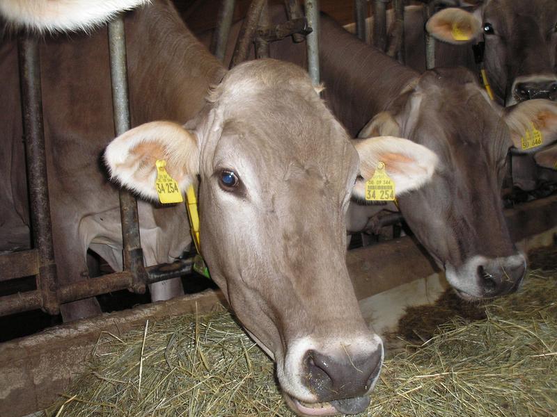 Eine Modifikation des Melkschemas hat Einfluss auf Tiergesundheit und Milchqualität. 