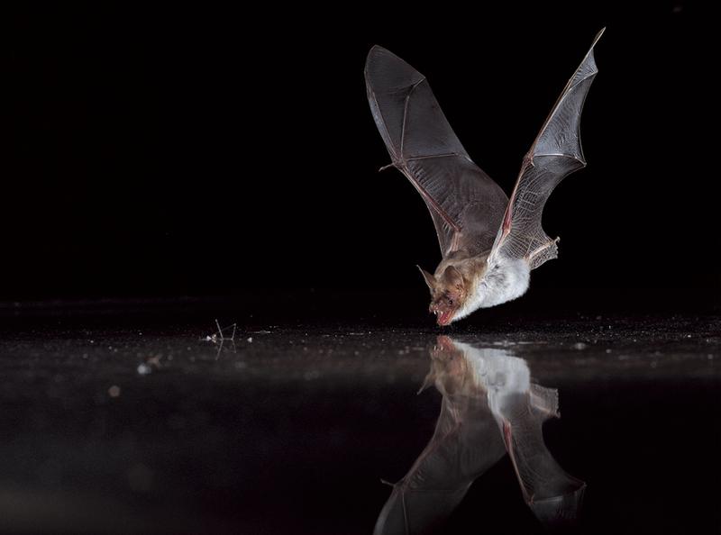 Trinkendes Großes Mausohr (Myotis myotis).